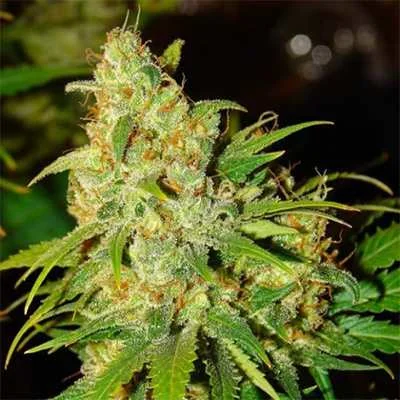 Gelato 4