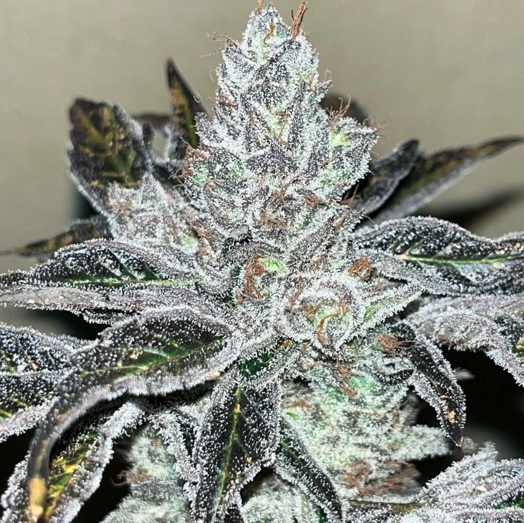 Oreoz Kosher
