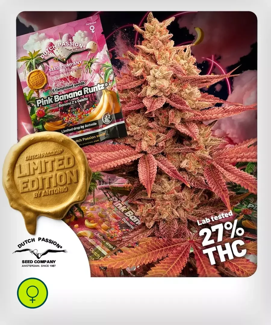Pink Banana Runtz