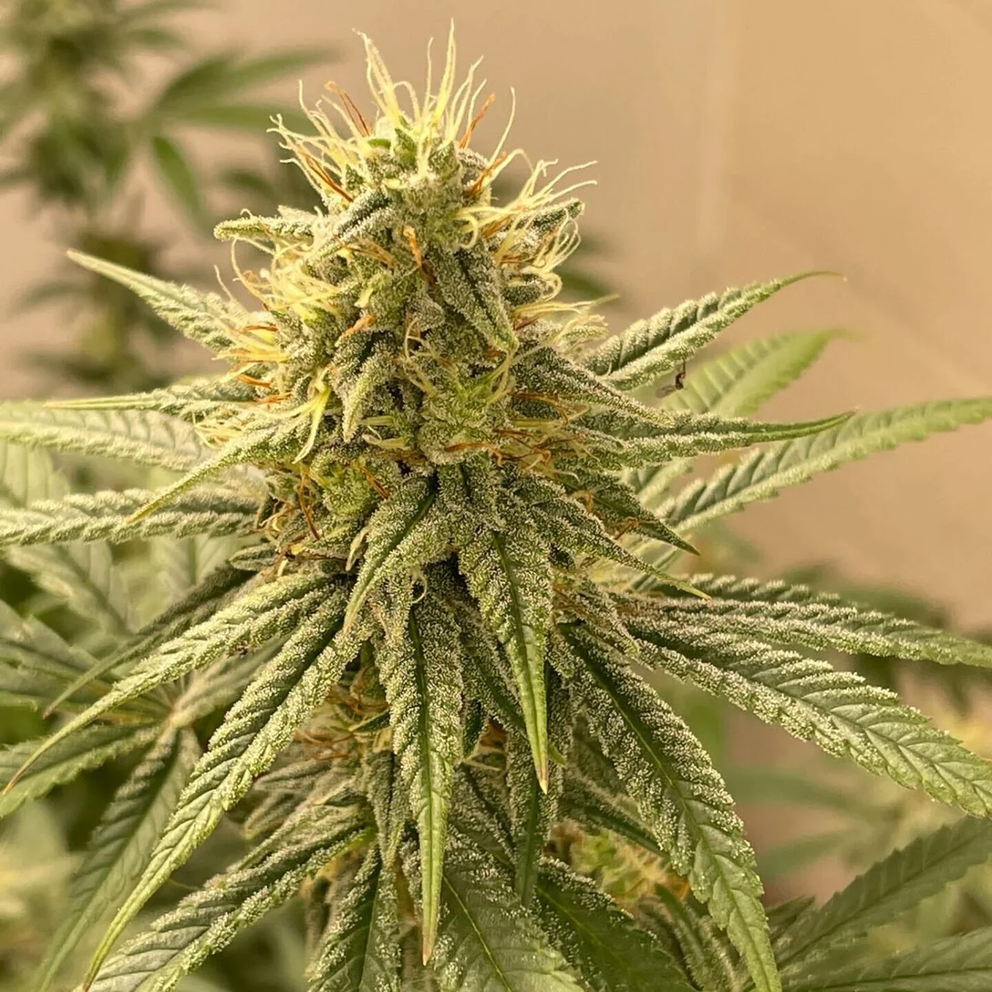 Cbd Kush 3