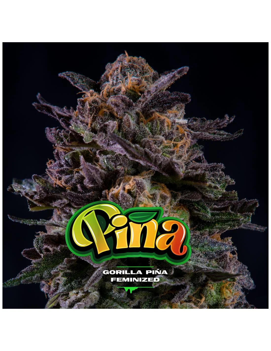 Gorilla Pina