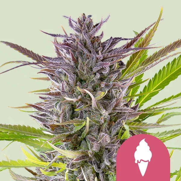 Green Gelato 3