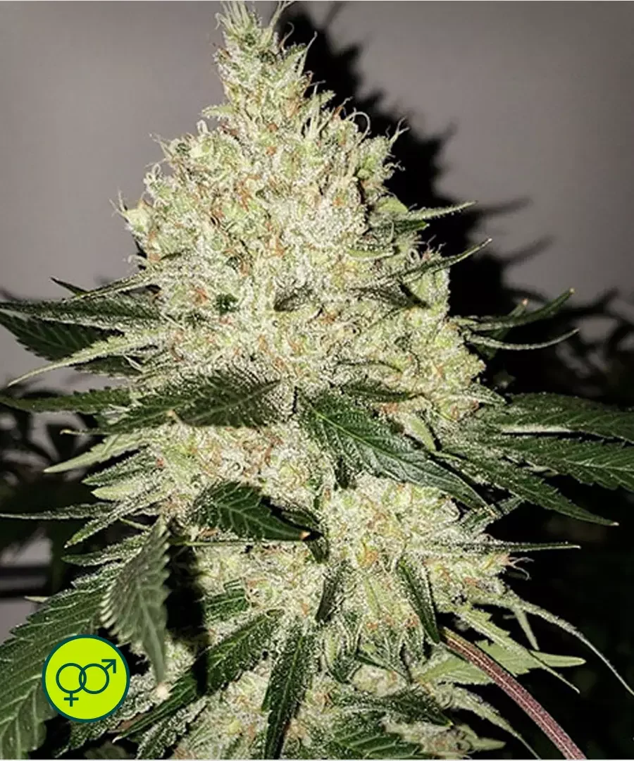 Lilac Diesel Bx4 2