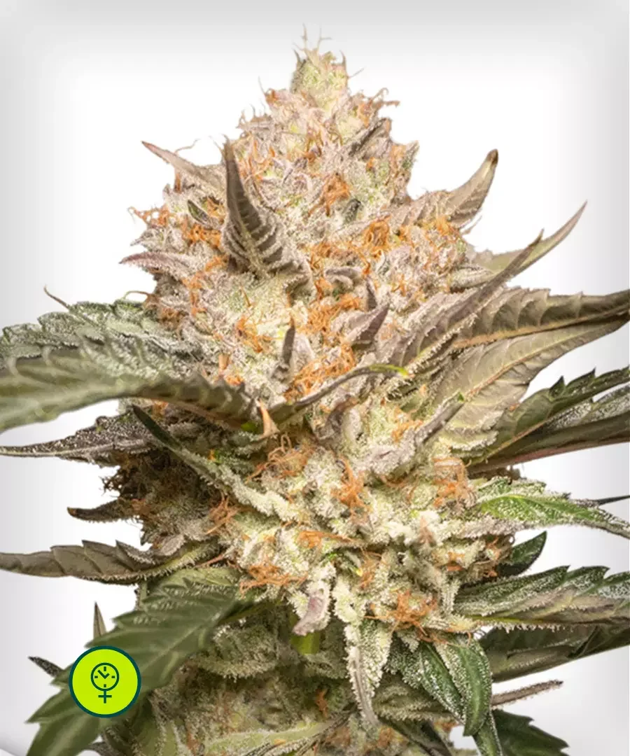 Trichome Cream