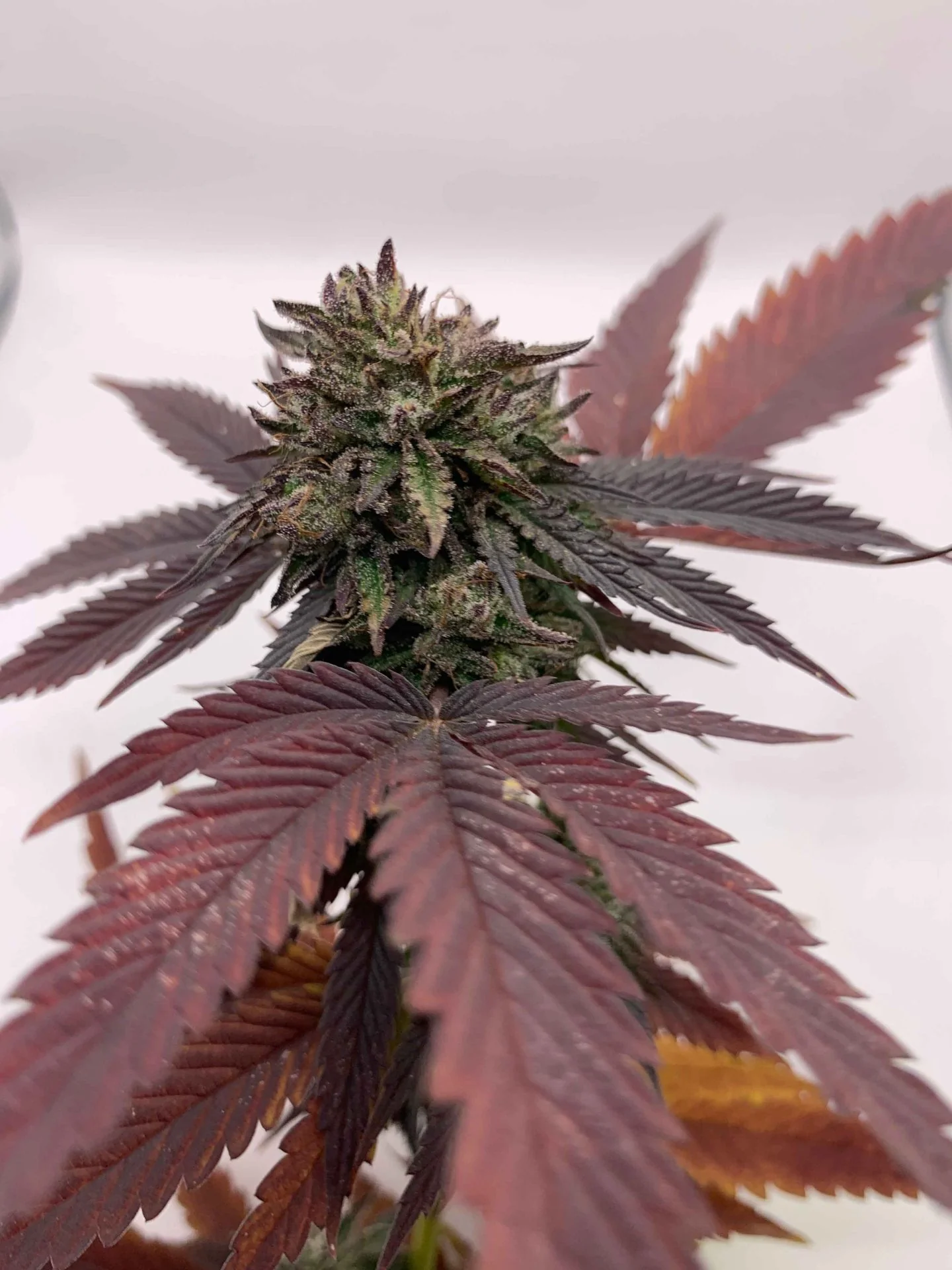 Bubba Kush Cbd