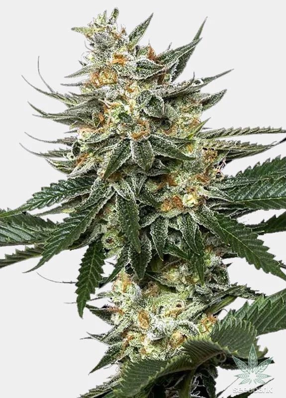 Tangie Sunset Latitudsurseeds 4