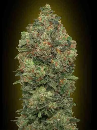 Critical Soma