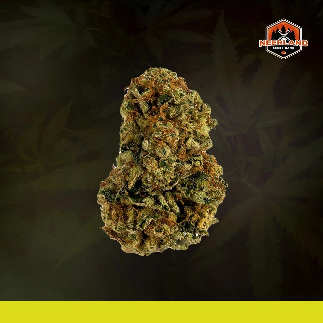 Nyc Diesel