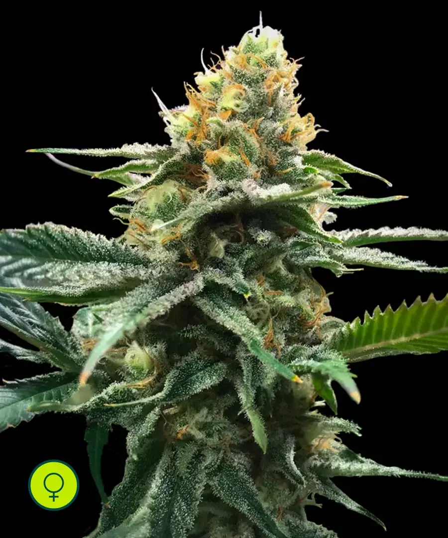 Sour Sorbet 2