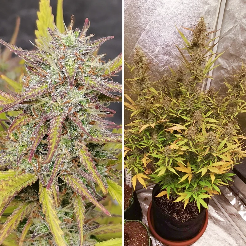 Fat Pete S Cookies 4