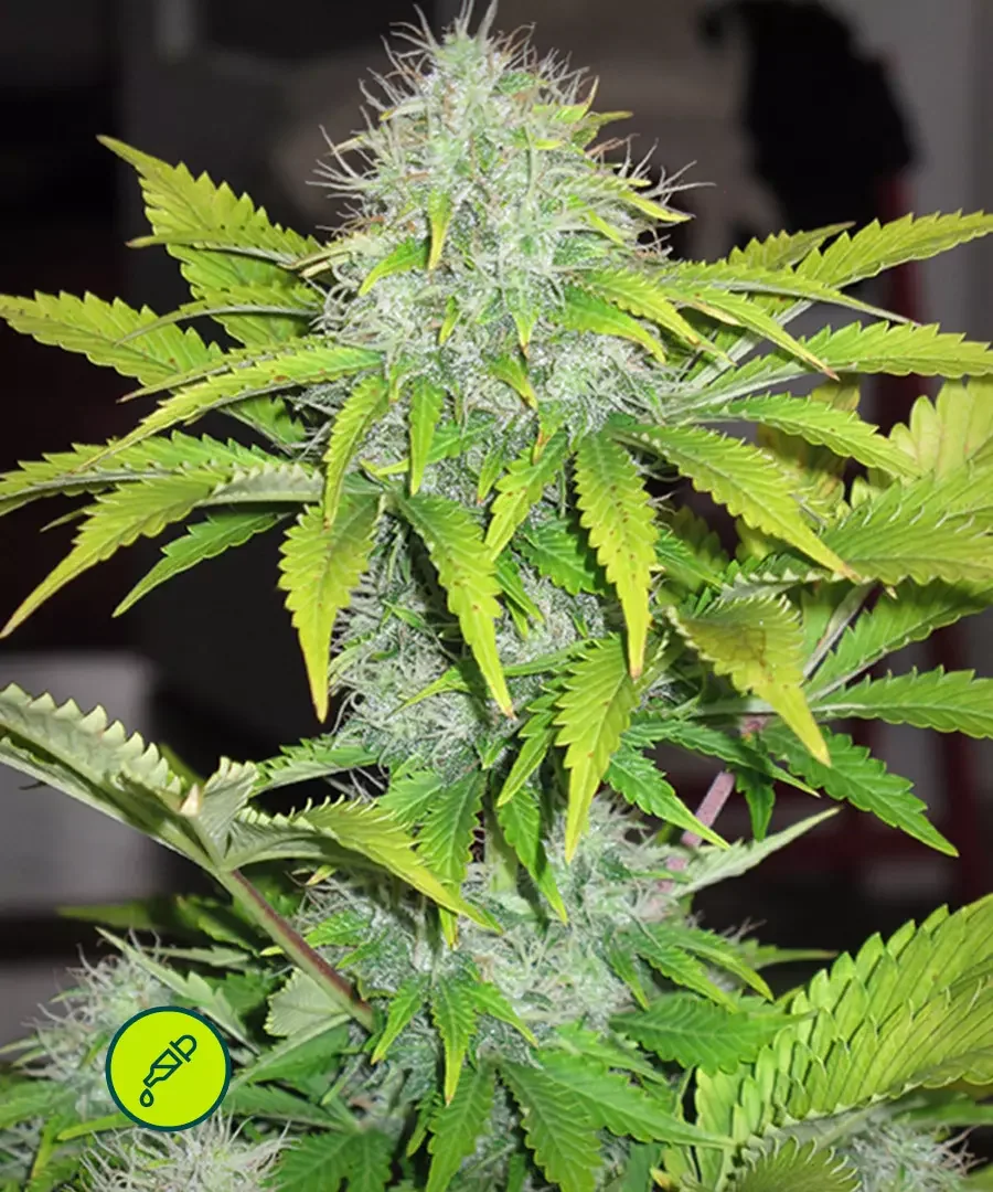 Cbd White Widow