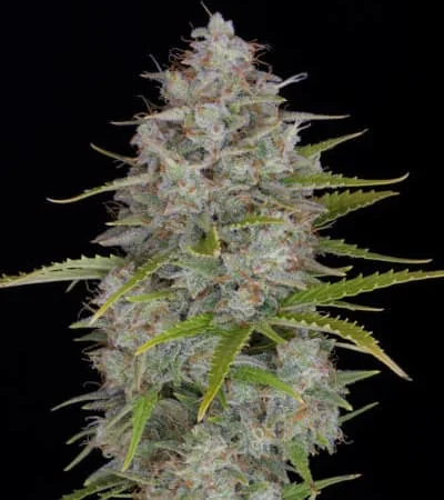 Orange Sherbet 2