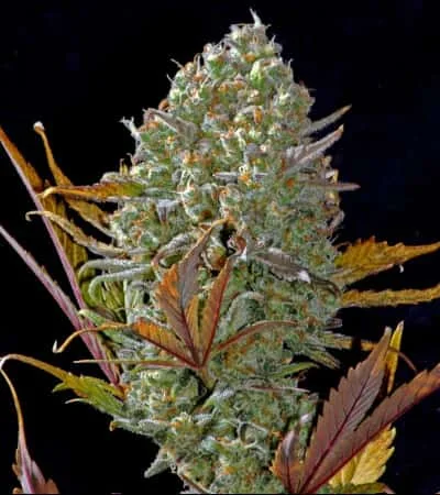 Pineapple Express 2