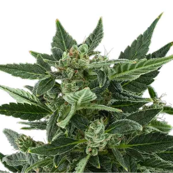 Royal Kush 5