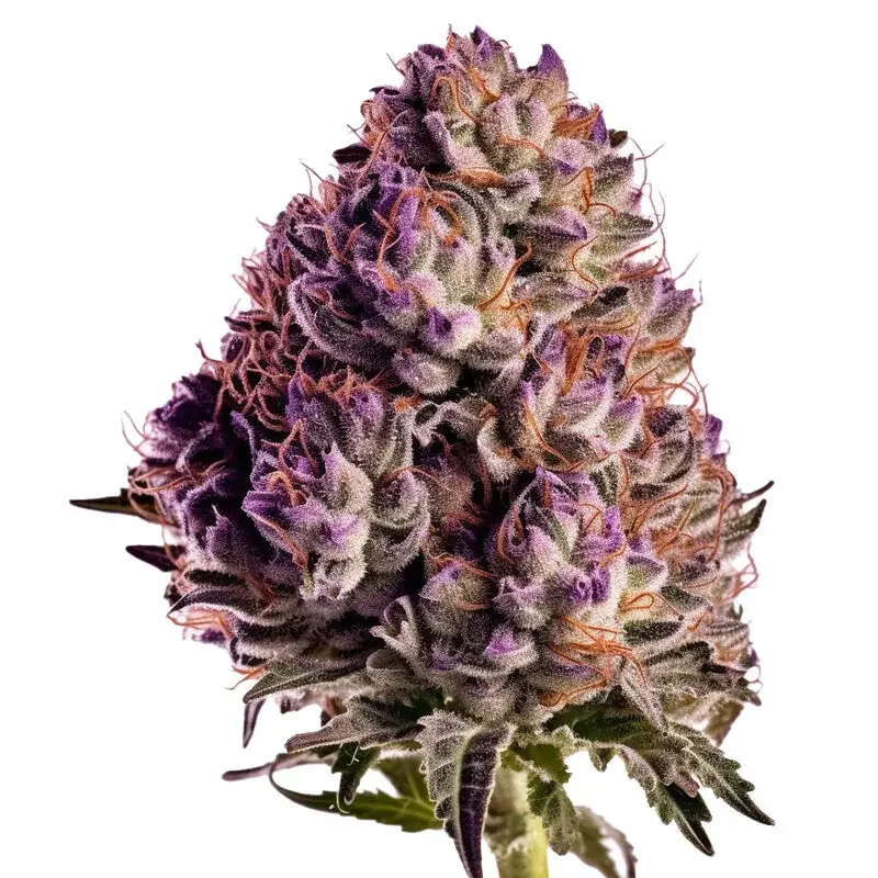 Blueberry Autoflower