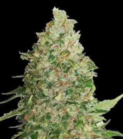 Bcn Critical Xxl