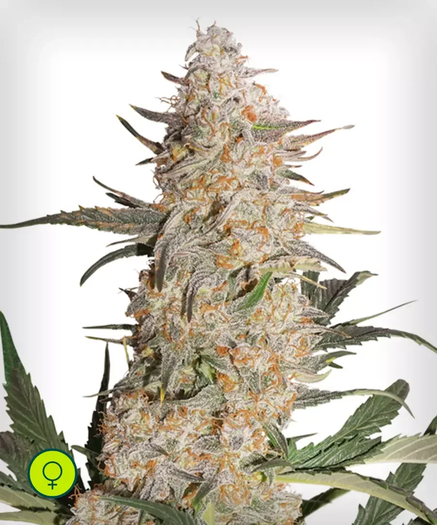 Critical Orange Punch