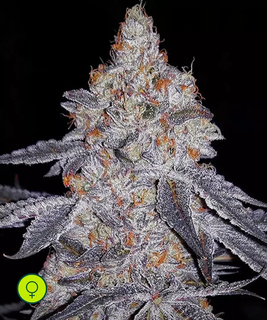 Banana Daddy R1 2