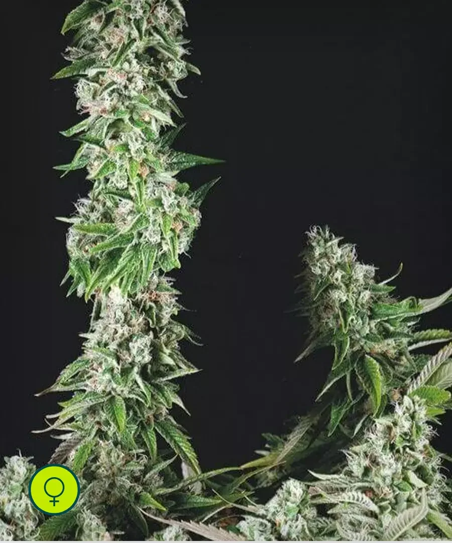 Og Kush