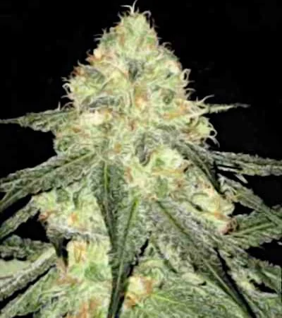 Sour Diesel 5