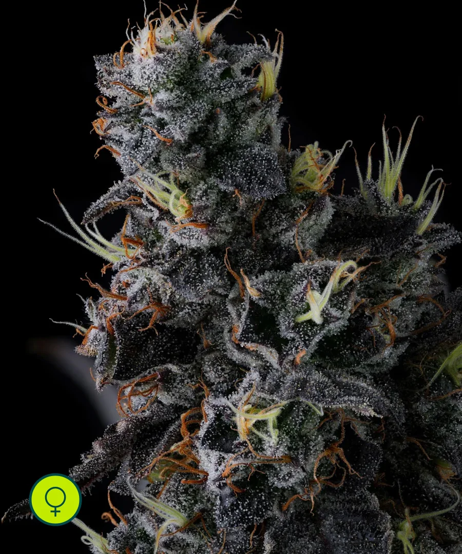 Giggin Grapes