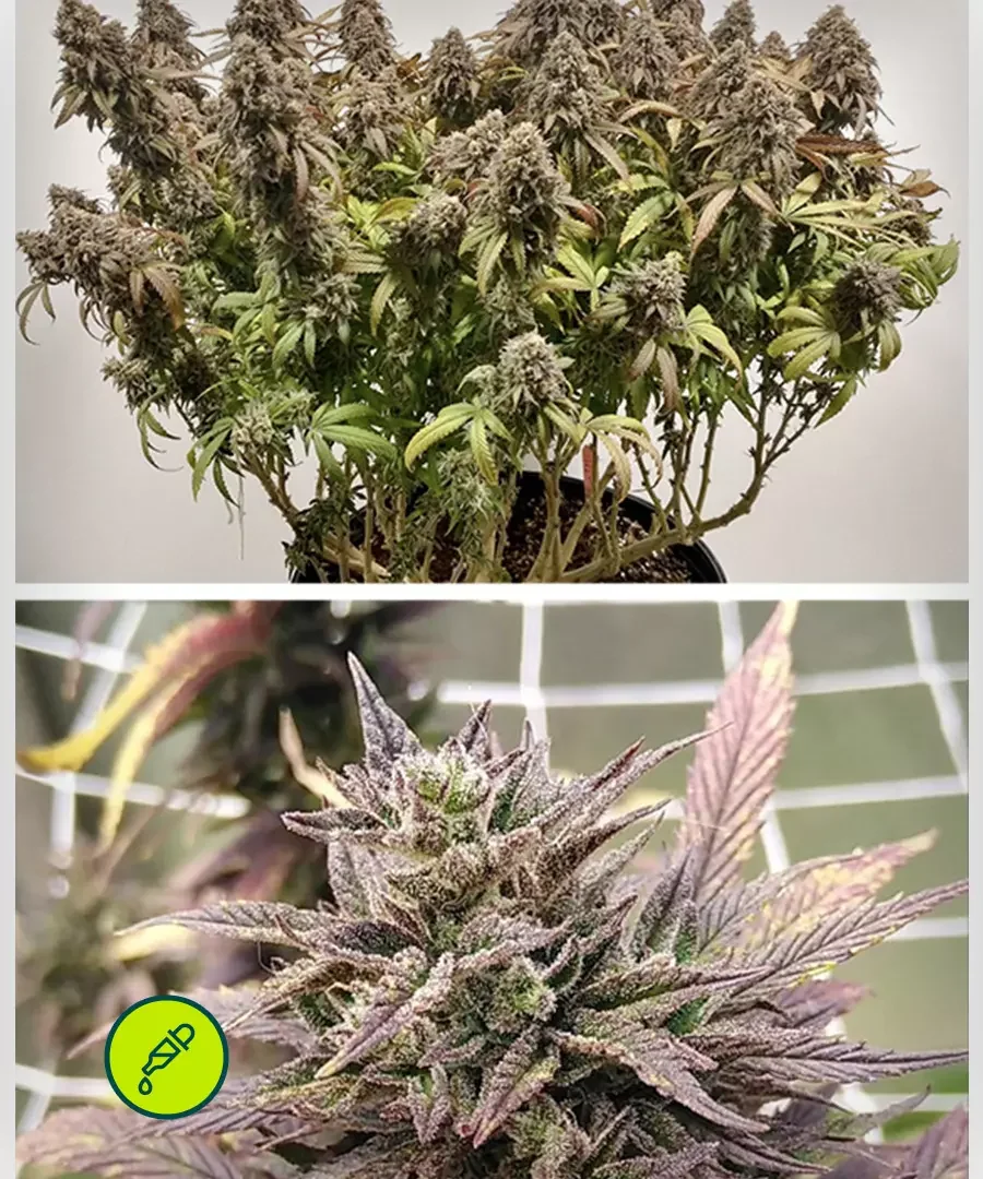 Cbd Charlottes Angel 2