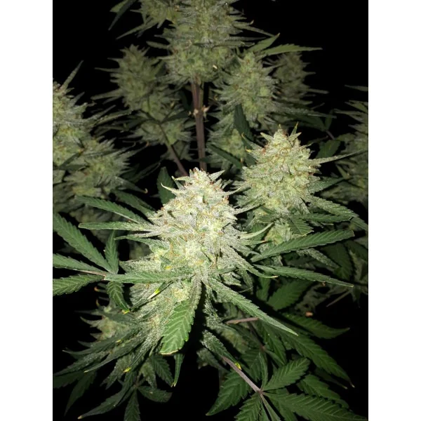 Mimosa Zkittlez 2