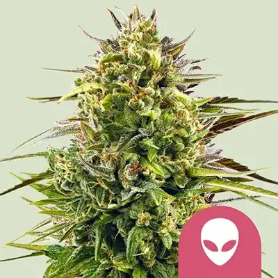 Alien Og 3