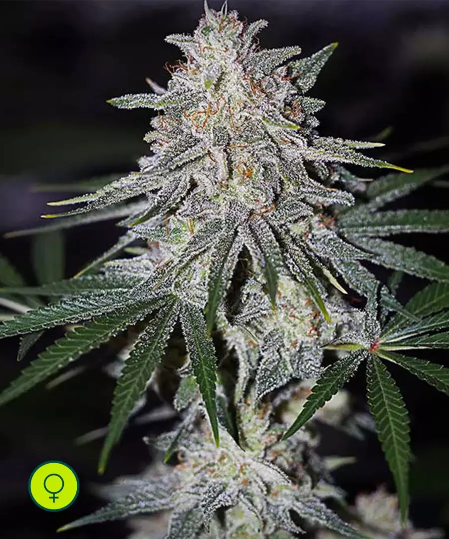 Glueberry O G 2