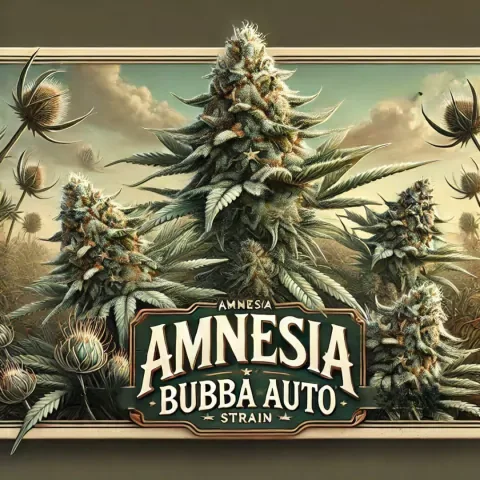 Amnesia Bubba 2