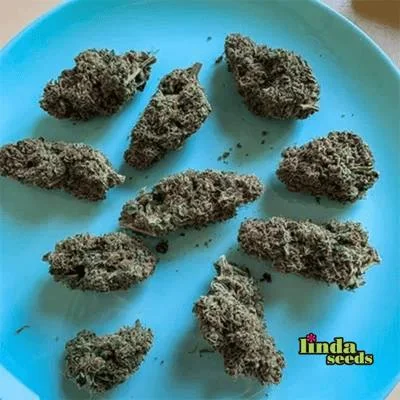 Black Cherry Punch 3