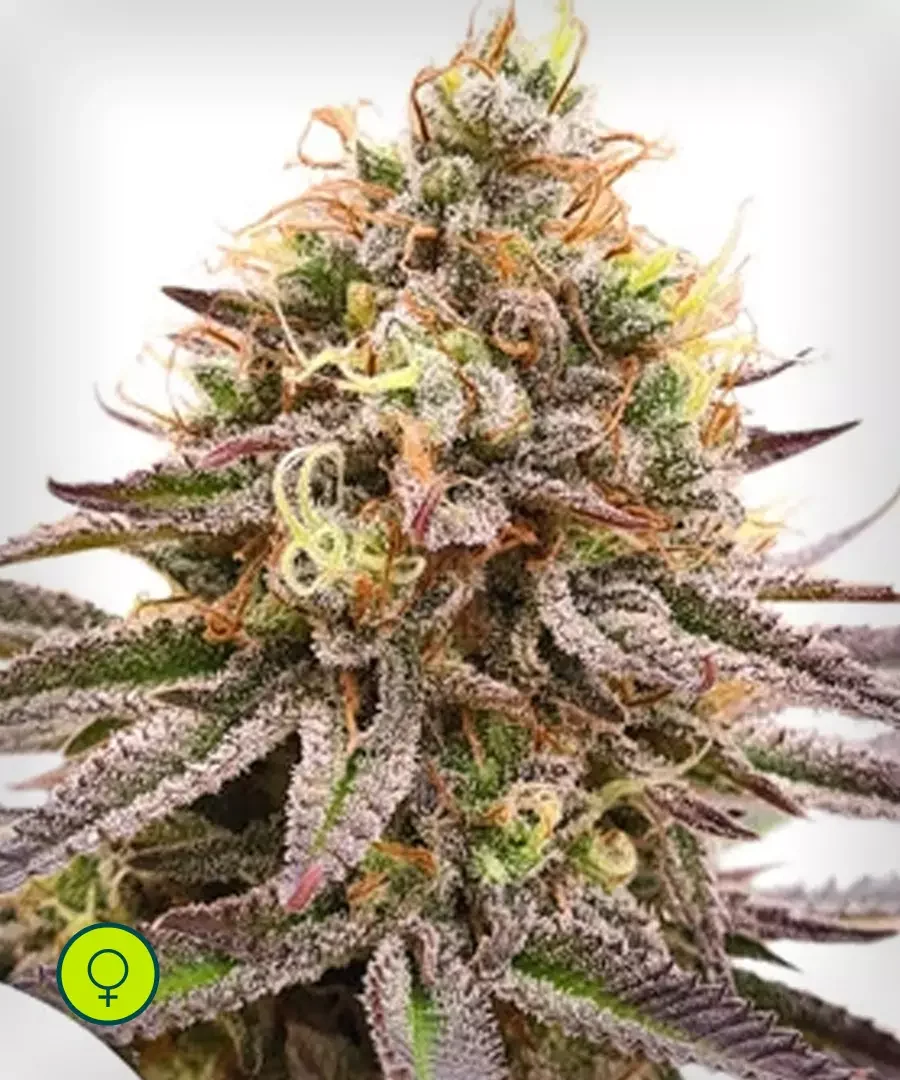 Gorilla Glue