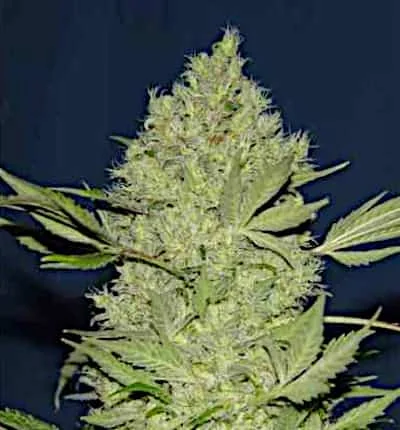 Chronic