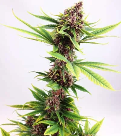 Purple Kush 2