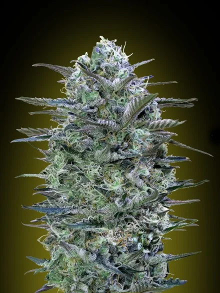 Critical Lemon 2
