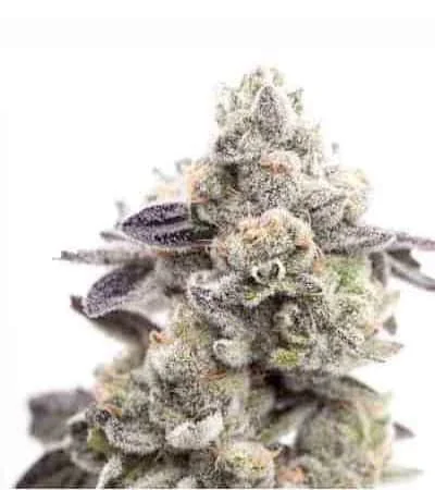 Girl Scout Cookies 5