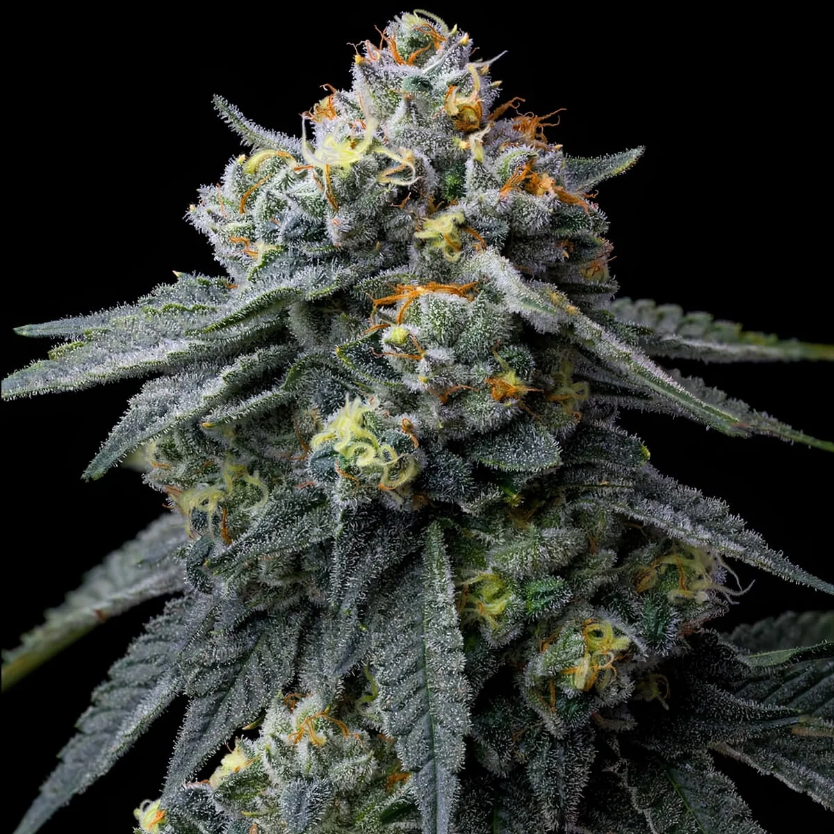 Peach Tsunami 2