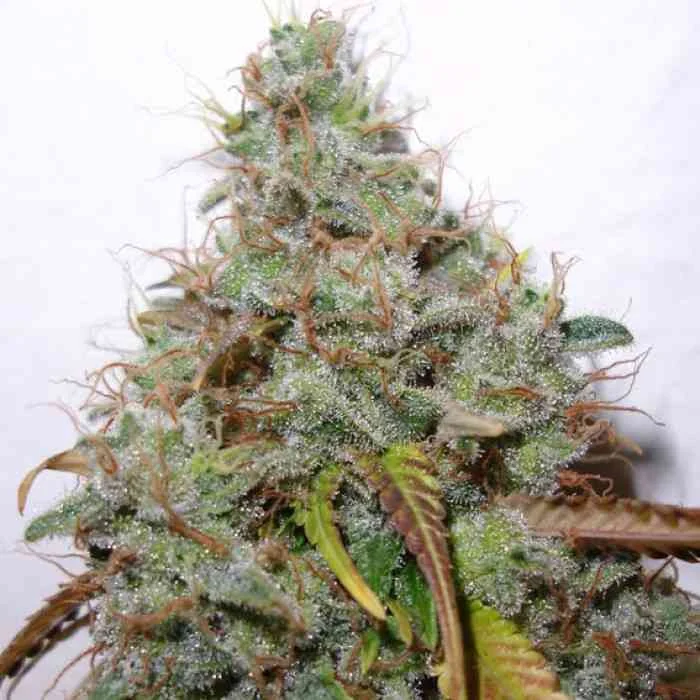 White Berry 2
