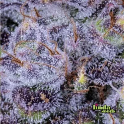 Gorilla Zkittlez 2