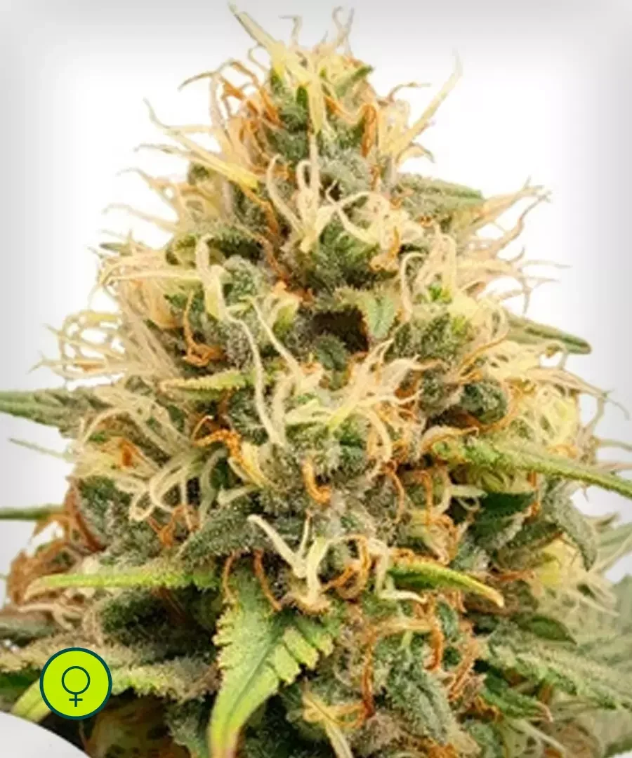 White Kush