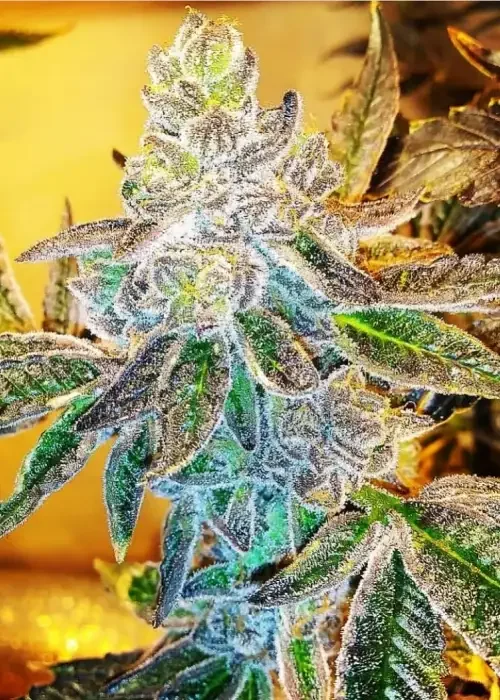 Estefan Purple City Genetics 3