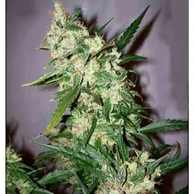 Skunk Haze 2