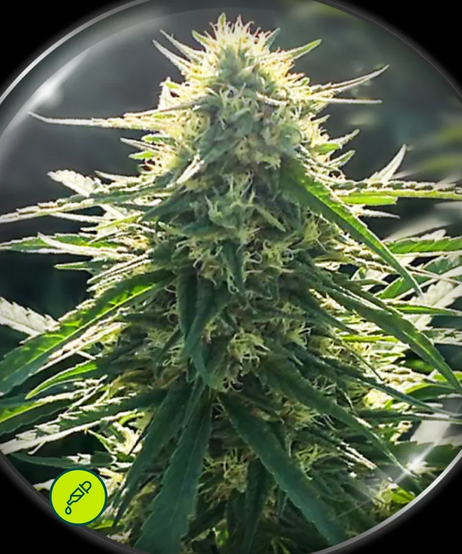 Biorelief Cbd 2