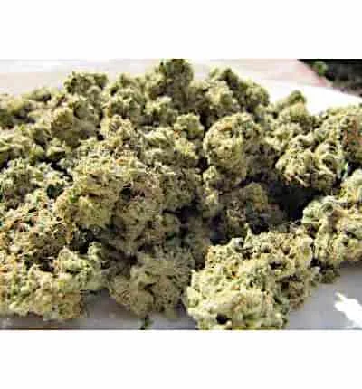 Kosher Kush