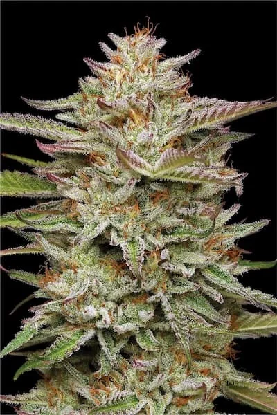Banana Og