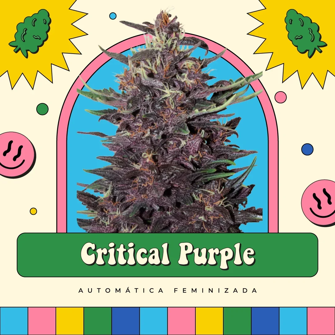 Critical Purple