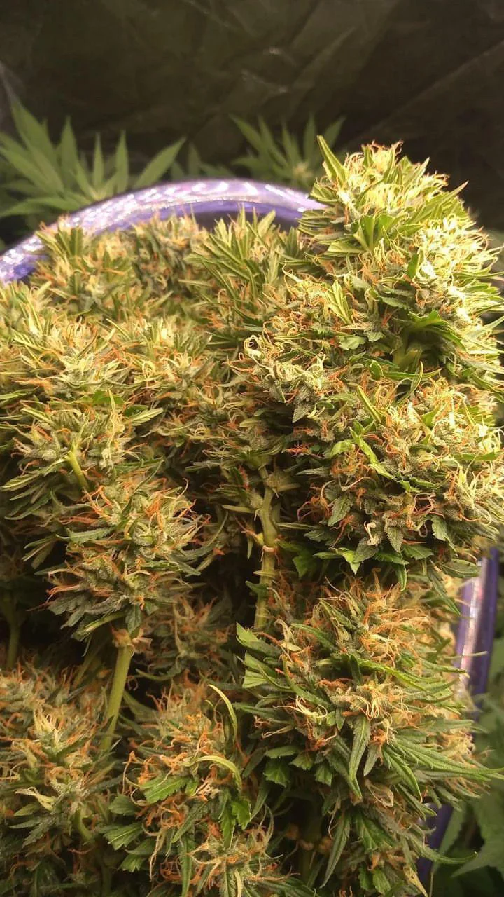 London Cheese 2