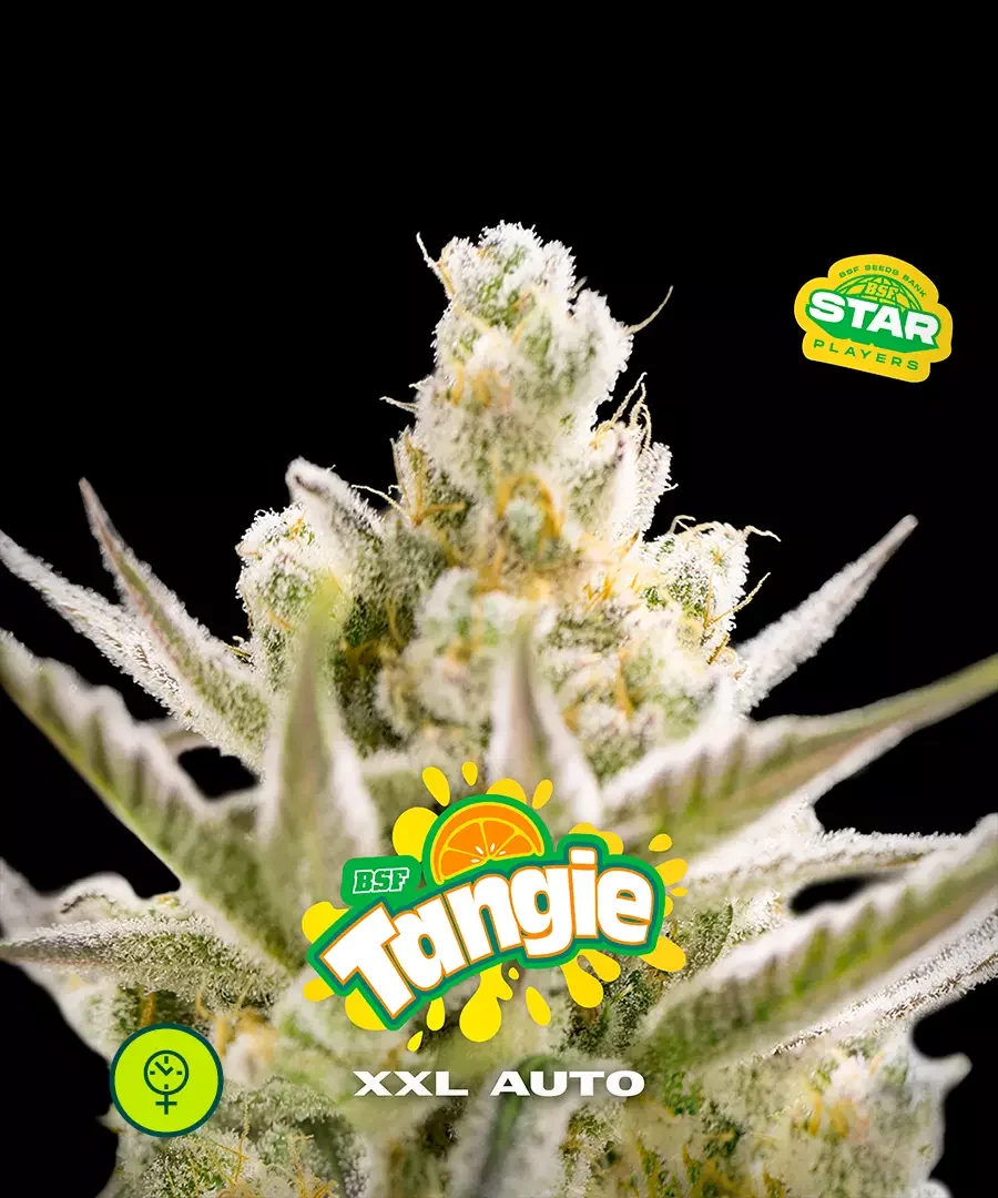 Tangie Xxl 5