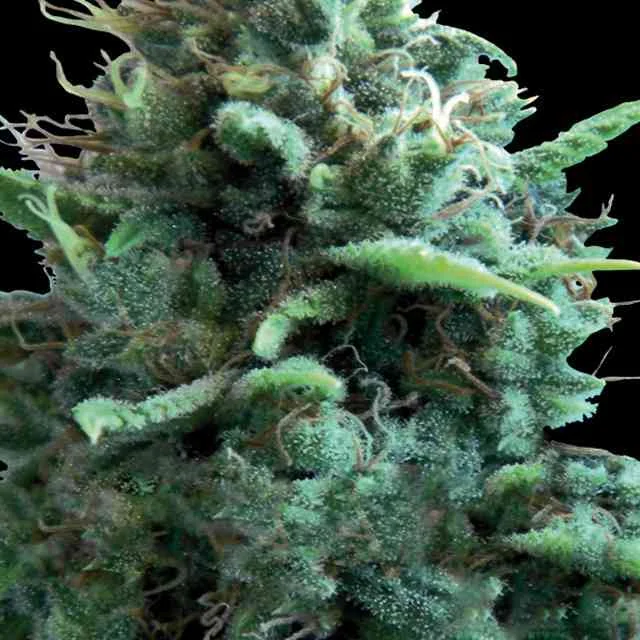 Silver Haze 3