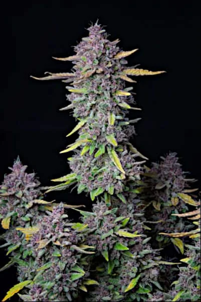 Purple Punch 4